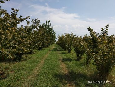 qobu yolu torpaq: 211 sot, Kənd təsərrüfatı, Mülkiyyətçi, Kupça (Çıxarış)