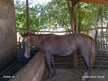 продам французского бульдога: Сатам | Байтал | Жумушка