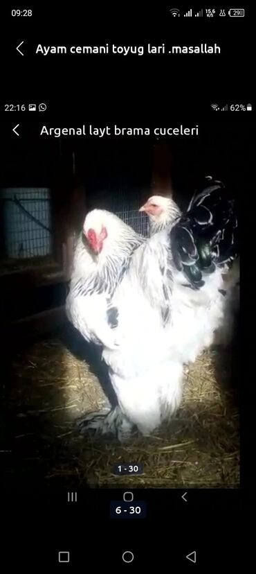 Toyuqlar: Toyuq, Damazlıq, Ödənişli çatdırılma — 27