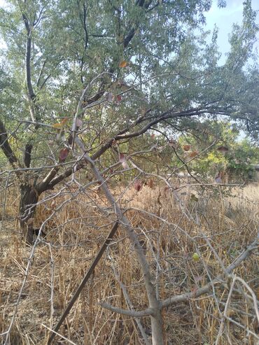 Həyət evləri və villaların satışı: 4 otaqlı, 140 kv. m, Kredit yoxdur, Yeni təmirli — 27