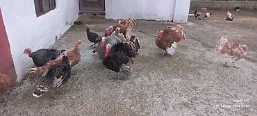 toyuq satisi: 6aylıq tam sağlam Red Buorbun hind quşları.Ağ qanad erkəylər 100azn — 10