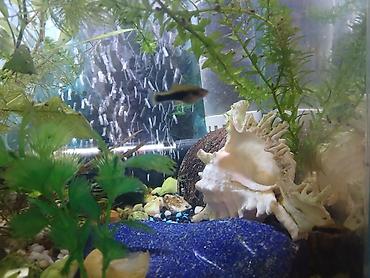 ош ишкаван: Продаю аквариумы с рыбками и улитками. Есть 30, 50и 70-ти литровые — 5