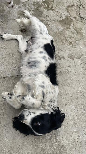 Отдам даром собаку: Собака русский охотничий спаниель, мелкая/средняя, черно-белого окраса — 7