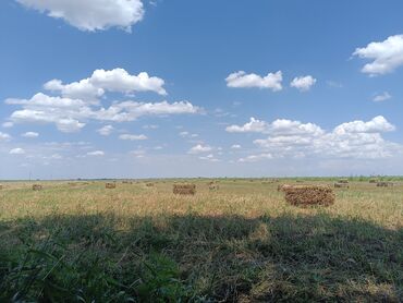 дойных коров: Продаю сена тюки плотные для себя тюковоный 70%клевер село Киров