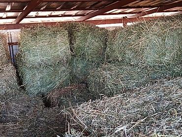 кролики в тюпе: Продаю клевер в тюках второй.третий укос330с.первый укос 300с — 10