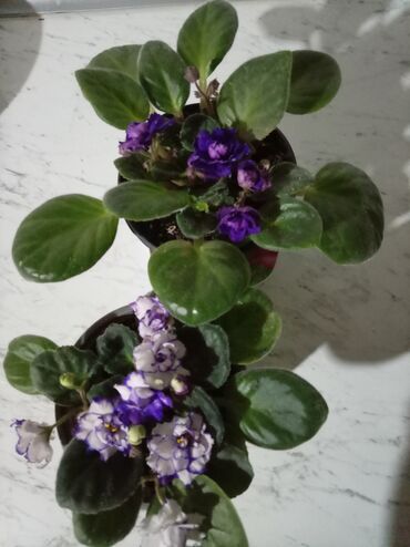 Otaq bitkiləri: Afrika bənövşələri (Saintpaulia) – müxtəlif rəngli və formalı sortlar — 7