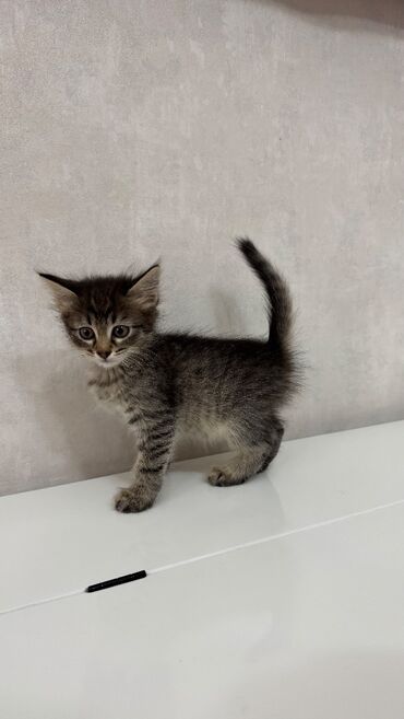 отдам котят в хорошие руки: Pişik balası. Sentyabrın 19u doğulub. Ödənişsiz yaxşı baxacaq birinə