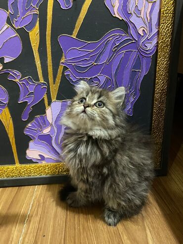 добрые руки собаки: Шиншилла, Самец