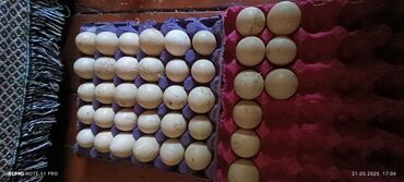 Yumurta: Hinduska yumurtası satlır teze mayalıdı yumurtaya qaranti verem kime