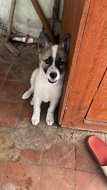 fantom dermani: 3 aylıq xaski balası bütün dərmanları vurulub çox şirin itdir işimə — 1