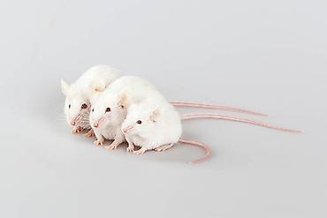 albino: Labaratoriya siçanı ağ siçan hamster xomyak Ağ laboratoriya — 2
