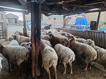 sumuk: Içində dişli qoyunarda var diş atmışda var boğaz yetikdə var — 2