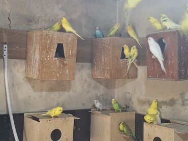 Müxtəlif rənglərdə olan tutiquşular: sarı, ağ, göy və yaşıl rəngli. Bu