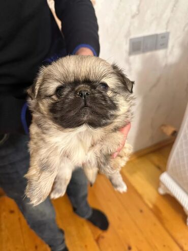 İtlər: Pekines, 2 ay, Erkek, Peyvəndli, Ünvandan götürmə, Pulsuz çatdırılma, Ödənişli çatdırılma