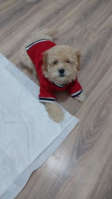 İtlər: Pudel, 3 ay, Erkek — 9