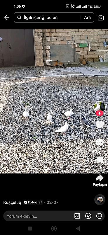 pekines ağ: Qardaslar. önde duran ağ maya gedibdi quyruqun altnda qara matvi reng — 1