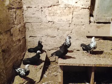 xacmaz heyvan bazari: Məhsul6 edərdilər hamsi cürdür 4. 5 saat uçuşları var baxa bilmirəm