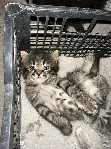 голубая сибирская кошка: Русская голубая, 1 месяц, Девочка — 1
