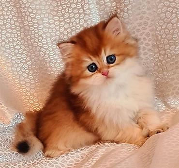 Кошки: Британская, Самка, Самец, В добрые руки, Бесплатная доставка, Платная доставка, Самовывоз — 4