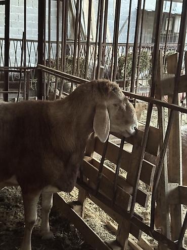аксолотль купить: Продаю | Баран (самец) | Арашан | Для разведения — 1