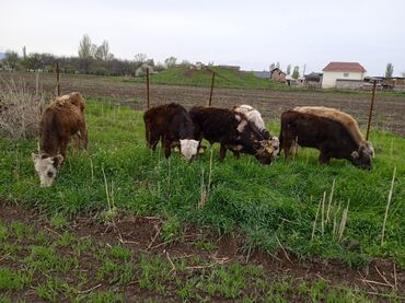 Коровы, быки: Продаю | Бык (самец) | Алатауская | На откорм, Для разведения