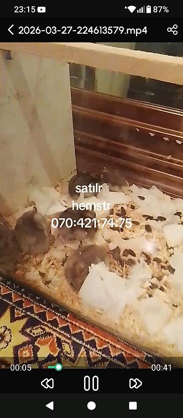 pulsuz it type 1: Hemsterlər – mehriban, oynaq və baxımı asan ev heyvanları — 1