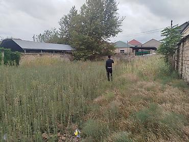 zabratda torpaq satışı: 2 sot, Tikinti, Makler, Kupça (Çıxarış) — 6