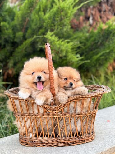 pomeranian şpitz: Şpitz, 1 ay, Dişi, Peyvəndli, Pulsuz çatdırılma