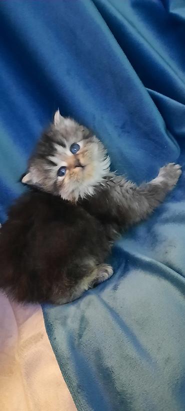 Pişiklər: Fars — 14