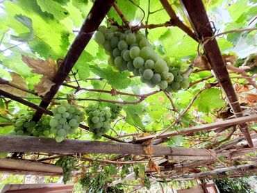 Köhnə tikili: Bakı, 2 otaqlı, Köhnə tikili, 65 kv. m — 15