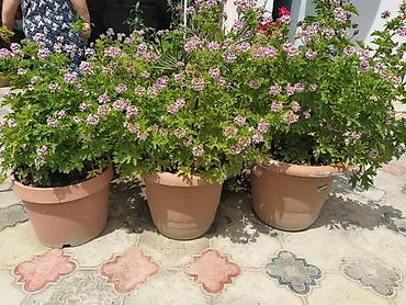 ətirşah bitkisi: Saksıda ətirşah (pelargonium) – açıq bənövşəyi-çəhrayı çiçəklərlə bol — 2