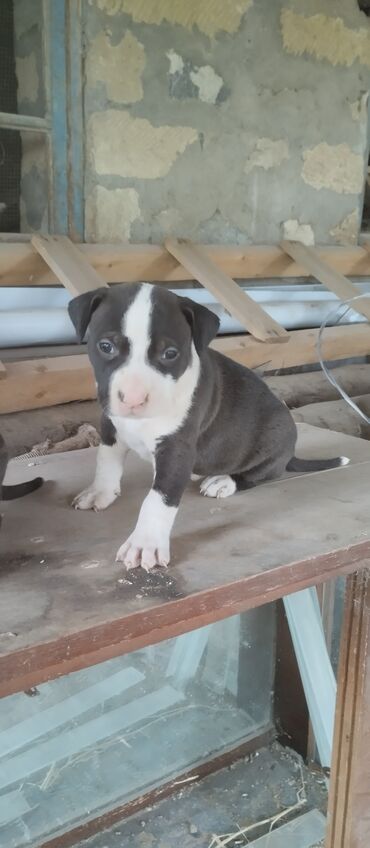 pitbull iti: Pitbul, 1 ay, Erkek, Peyvəndli