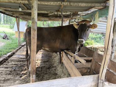Коровы, быки: Продаю | Корова (самка) | Швицкая | Для молока | Отела не было