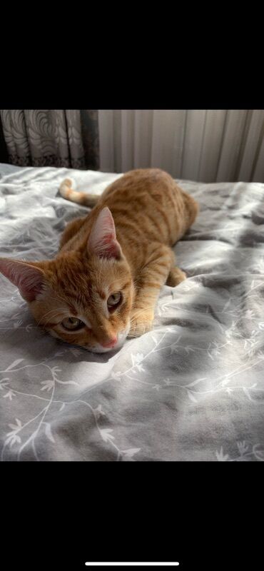 шотландская вислоухая короткошерстная кошка: Беспородная, 2 года, Мальчик, Рыжий, Приучена к лотку