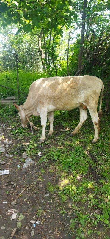 i̇nəy: Dişi, il: 3, 105 kq, Ətlik, Rayonlara çatdırılma, Ünvandan götürmə, Ödənişli çatdırılma