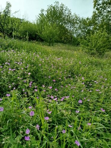 Torpaq sahələrinin satışı: 24 sot, Biznes üçün, Mülkiyyətçi, Kupça (Çıxarış) — 8