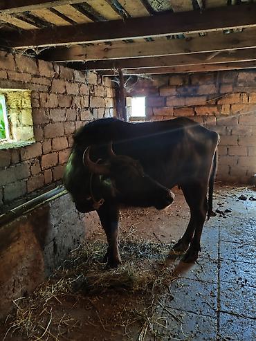 bala it: 3 cu balasidi. 20 gundu dogub super balasi var sekilde gorunur — 2