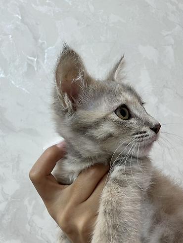 Животные: Кошка даром: Беспородная, Девочка — 1