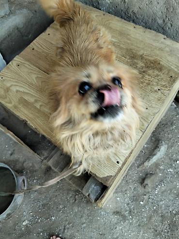 İtlər: Pekines, 3 il, Dişi, Ünvandan götürmə — 3