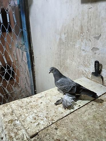 Птицы: Продаю молодых голубей 1 шт стоит пятьсот сом окончательно родители — 2