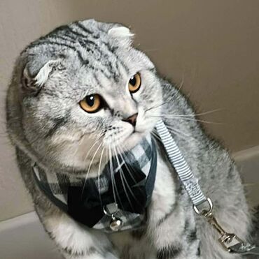 голая кошка сфинкс цена: Британская короткошёрстная, 2 года, Мальчик, Серый, Приучена к лотку, Проглистована, С прививками