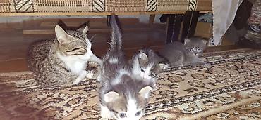 Отдам даром кошку: Котята от домашней кошки. - Помёт: несколько котят разной окраски — — 1
