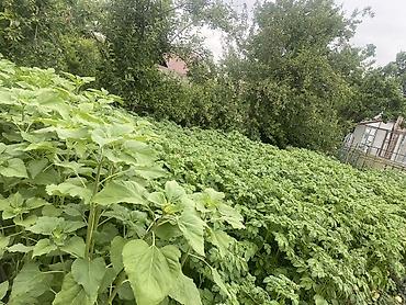 Продажа коттеджей и домов: **СРОЧНО ДАЧА САТЫЛАТ** 📍 Милянфан дачасы 🏠 100 м² | 🌳 6 сотых 🛏 5 at lalafo.kg — 17 Продажа коттеджей и домов: **СРОЧНО ДАЧА САТЫЛАТ** 📍 Милянфан дачасы 🏠 100 м² | 🌳 6 сотых 🛏 5 — 17