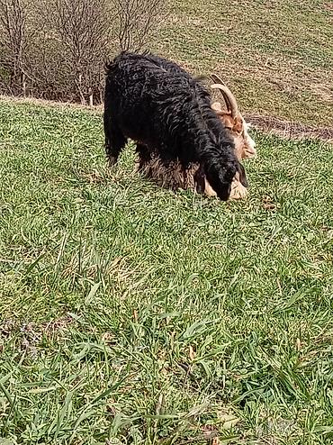 Mal-qara: Məhsul: Qoyun/Keçi (2 baş) Təsvir: - Şəkildə otlaqda olan 2 baş — 1
