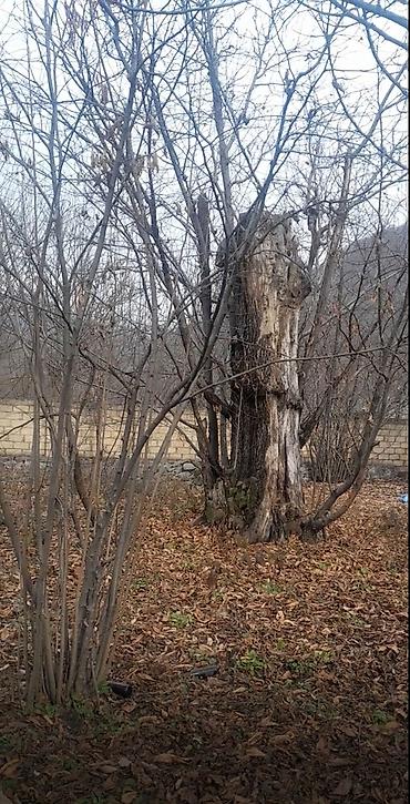 şirvan əmlak: 6 sot, Tikinti, Mülkiyyətçi, Kupça (Çıxarış) — 5