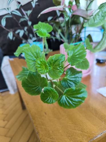 ucuz gul buketleri: 🌱 Begonia zoğları satılır! 4 ədəd zoğ — 1 AZN. 🌸 Çiçəkləri — 1