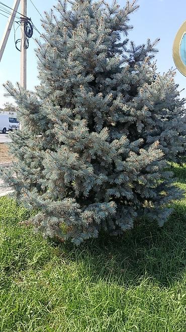 ёлка голубая: Ель колючая (Picea pungens), известная как «голубая ель». - Сортовая — 5