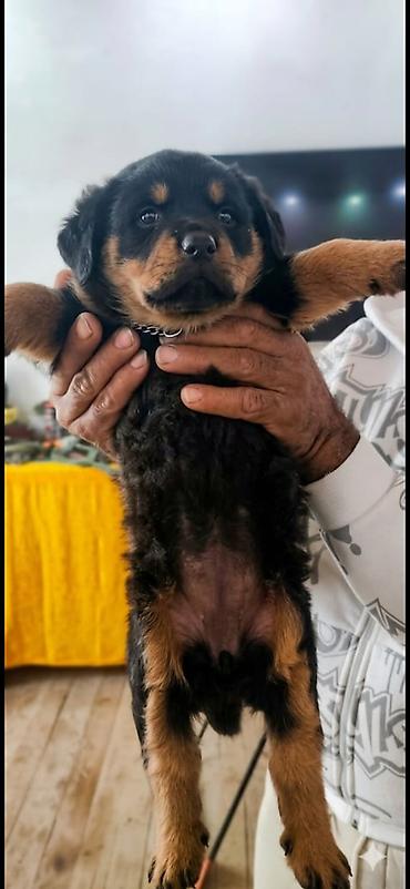 İtlər: Rotveyler, Peyvəndli — 4