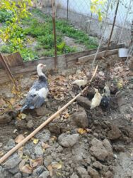 qara pişik şəkilləri: Musk ördəyi ana və balaları - Cins: Musk (indoutka) ördəyi - Təsvir