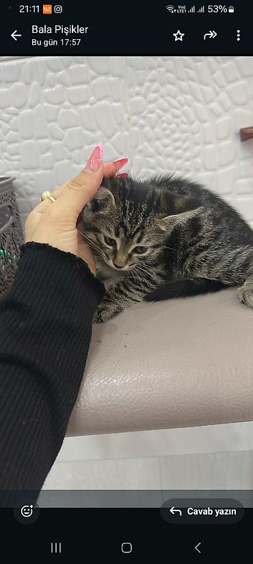 Pişiklər: Tabbi, Erkək — 5